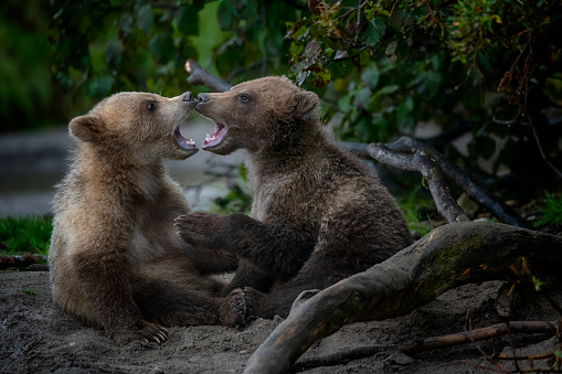 Two six month old Kamchatka brown bears (Ursus arctos beringianus) are playing at at the shoreline of Kurile Lake, Kamchatka, Russia.