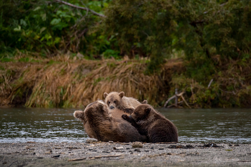Two six month old Kamchatka brown bears (Ursus arctos beringianus) are breastfed from their mother at at the shoreline of Kurile Lake, Kamchatka, Russia.
