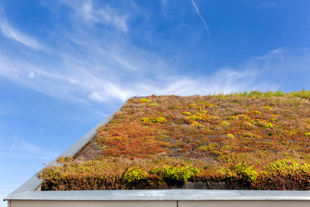 istock Sustainable and ecological green roof 1175185583