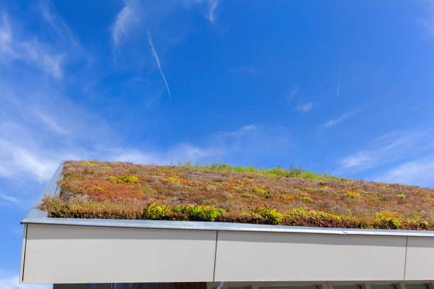 istock Sustainable and ecological green roof 1175185585