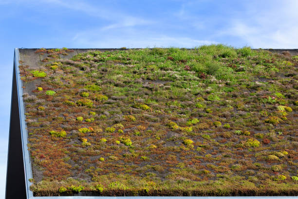 istock Sustainable and ecological green roof 1175185680