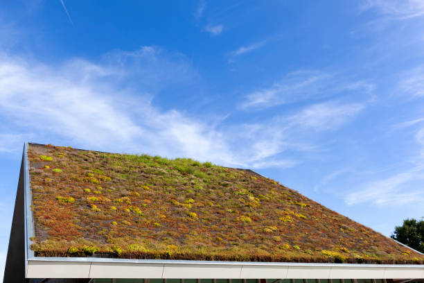 istock Sustainable and ecological green roof 1175185827