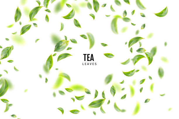 ilustraciones, imágenes clip art, dibujos animados e iconos de stock de flying fresh green tea leaves vector background - green tea illustrations