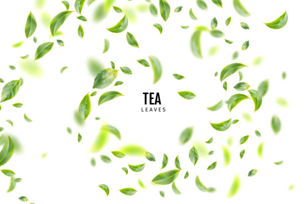 ilustrações de stock, clip art, desenhos animados e ícones de flying fresh green tea leaves vector background - green tea illustrations