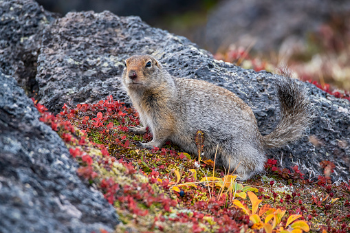 Arctic ground squirrel (Spermophilus parryii) in the highland of the volcanoes at Kamchatka Peninsula, Russia.