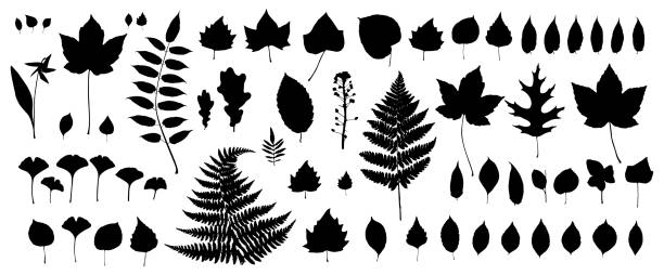 illustrations, cliparts, dessins animés et icônes de ensemble de feuilles noires d'automne d'isolement sur le fond blanc - beech leaf illustrations