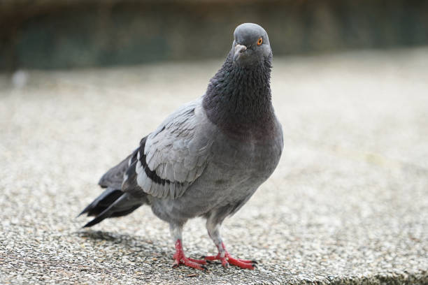 istock Dove bird close up zoom sharp high quality 1175186080