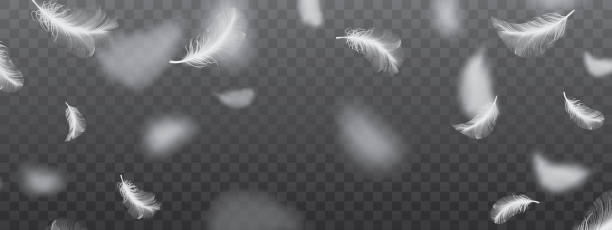 ilustrações de stock, clip art, desenhos animados e ícones de white flying bird feathers pattern on dark background - feather