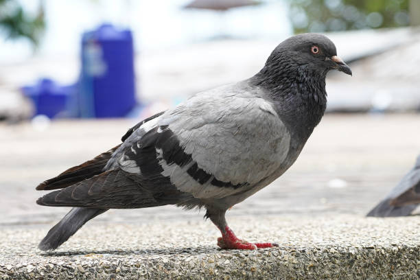 istock Dove bird close up zoom sharp high quality 1175186259