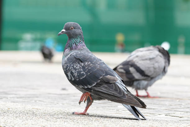 istock Dove bird close up zoom sharp high quality 1175186271