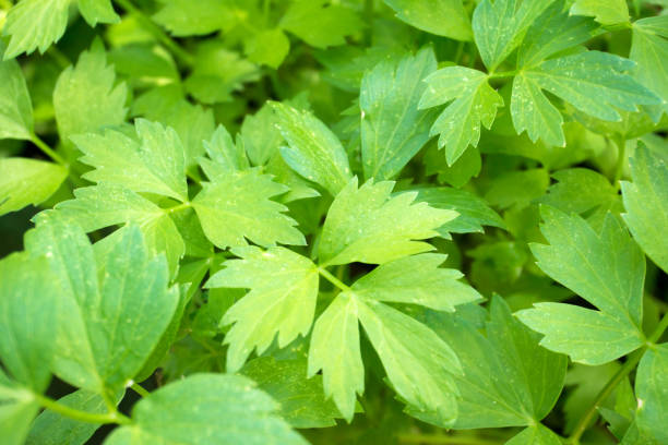 planta de ensalada - chervil - perifollo fotografías e imágenes de stock