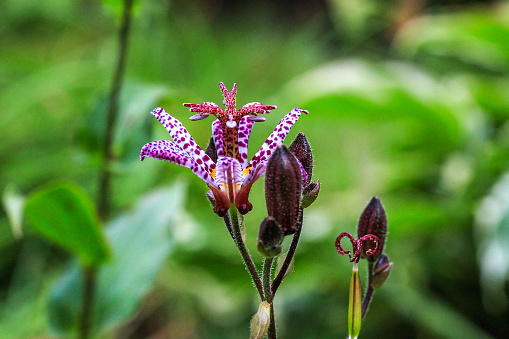 Small purple spotted flower Tricyrtis hirta in summer garden, side view