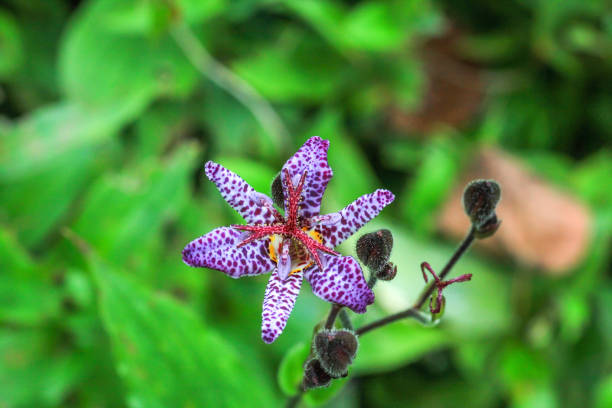 Small purple spotted flower Tricyrtis hirta in summer garden, top view