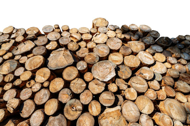 istock Pile of pine tree trunks isolated on white background 1175193248