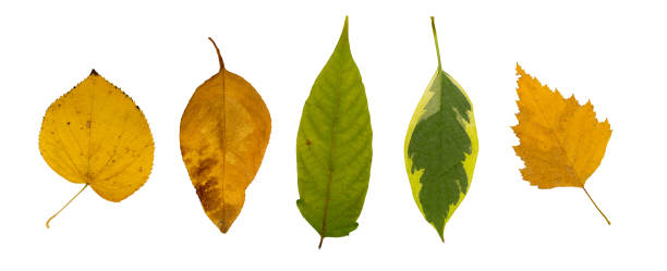 istock Set of Dry Leaves Isolated on White Background 1175197468
