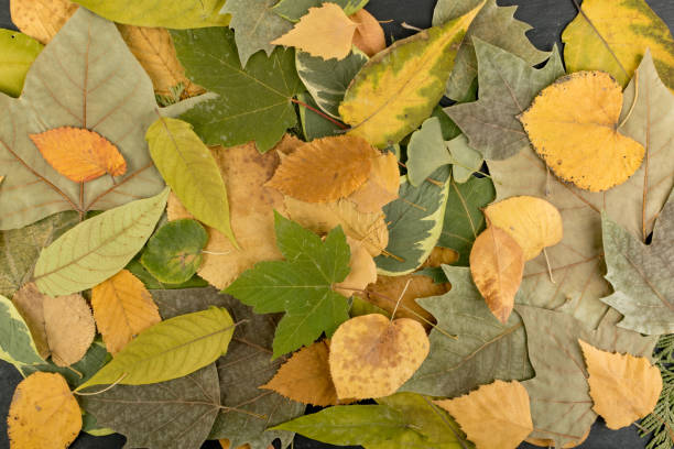 istock Flat Dried Leaves or Forest Floor in Camouflage Colors 1175197488