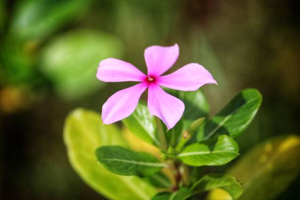 istock Beautiful pink flower in nice blurred out background 1175197655