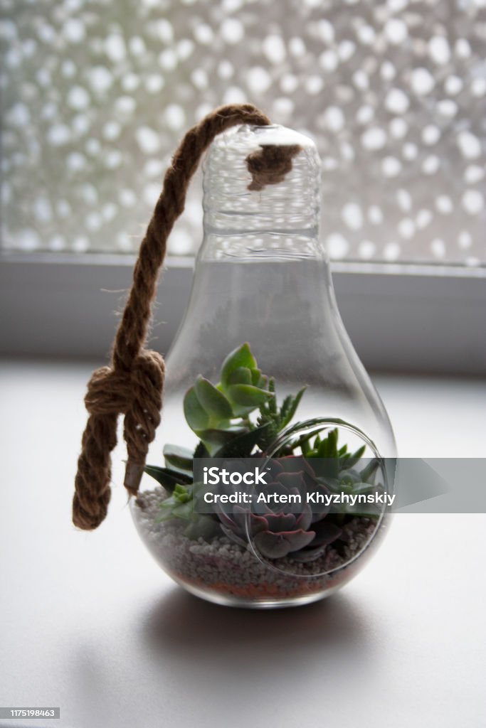 Glass light bulb terrarium with succulents in home interior Glass light bulb terrarium with various succulent plants in home interior Terrarium Stock Photo