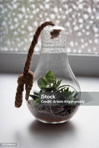 Glass Light Bulb Terrarium With Succulents In Home Interior Stock Photo - Download Image Now