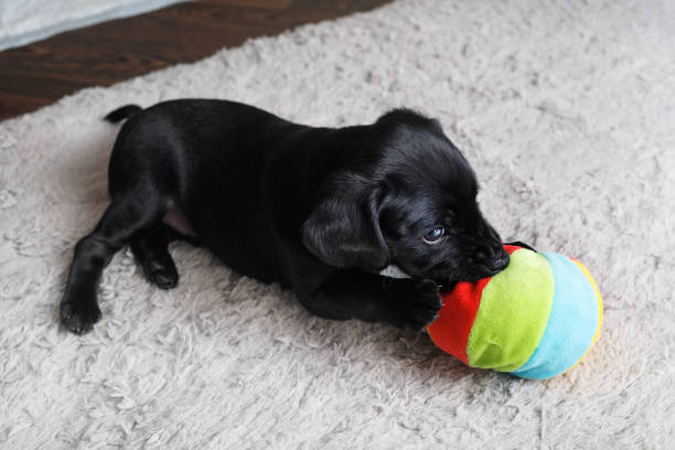 istock Puppy plays with ball 1175199760