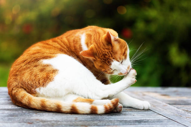 Relaxed ginger and white cat washing himself in the sunlight.