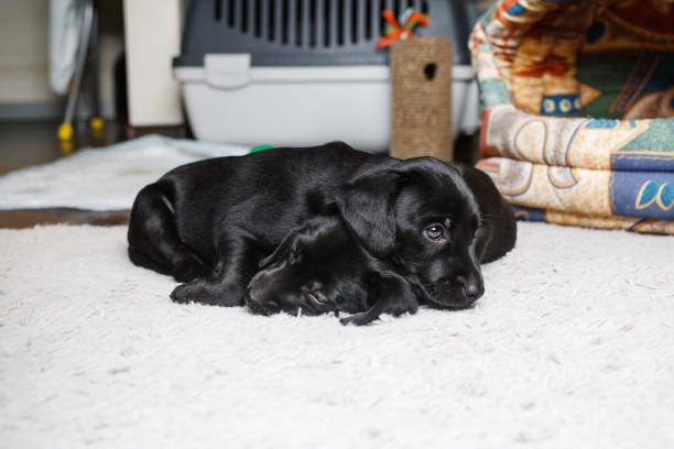 istock Little dogs sleep 1175199873