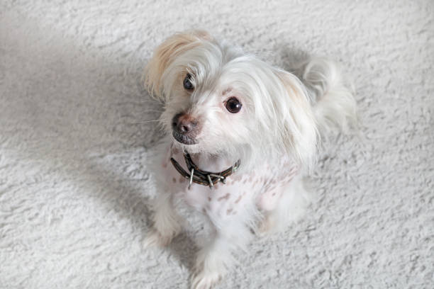 istock Chinese crested dog female 1175199886