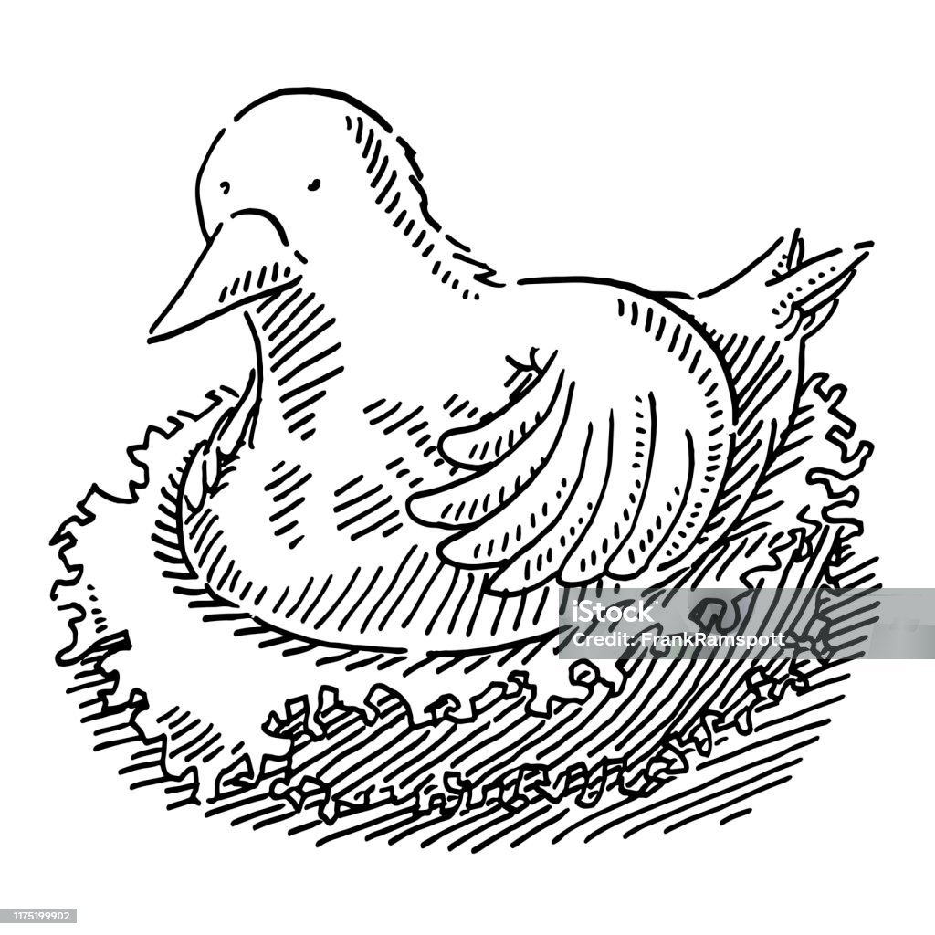 Draw A Brooder Brooding Bird Nest Drawing Stock Illustration - Download Image Now ...