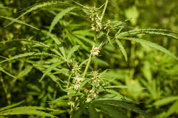 istock Lush fields of industrial hemp in summer 1175200395