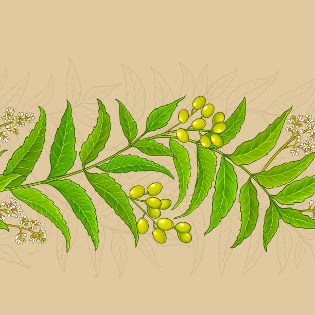 Neem Patterns 660+ Neem Tree Stock Illustrations, Royalty-Free Vector Graphics & Clip ...