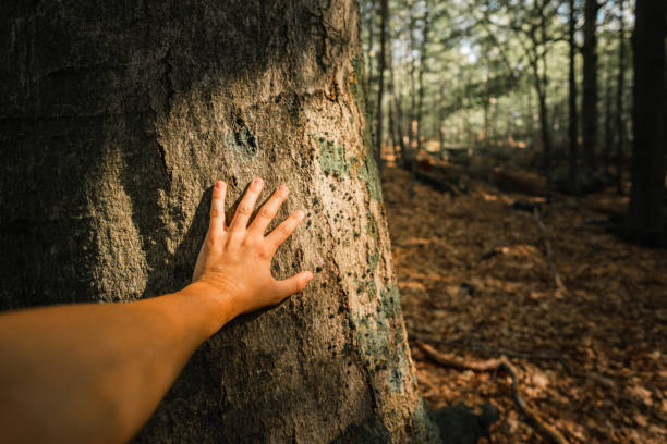 istock A caring hand on the trunk of a tree 1175201454