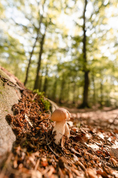 um cogumelo pequeno do cep que cresce na floresta - picking up single object leisure activity recreational pursuit - fotografias e filmes do acervo