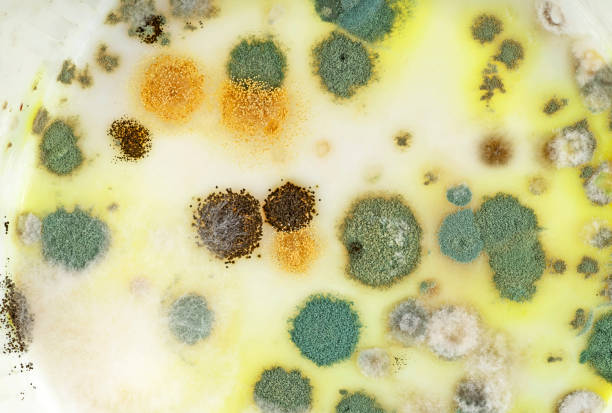 Mold on white background, fungus on white background, bacteria on white surface.