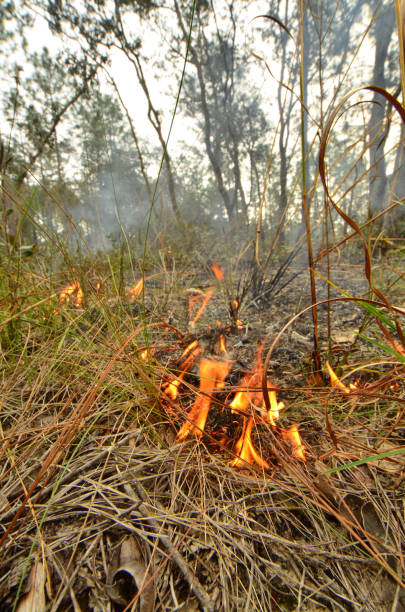 istock Close up, low angle view of small, low flames in layer of pine duff in forest 1175202339