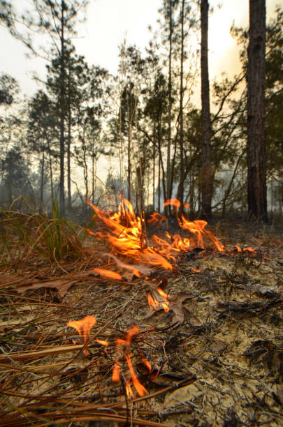istock Ground level view of low, wind-blown flames leaving burnt fuels behind as they move though forest groundcover 1175203079