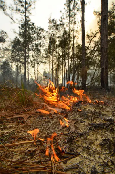 Low flames slowly moving along in pine forest undergrowth, having been ignited at the edge of a firebreak. Photo taken at Withlacoochee state forest in central Florida. Nikon D7000 with Sigma 12-24 zoom lens