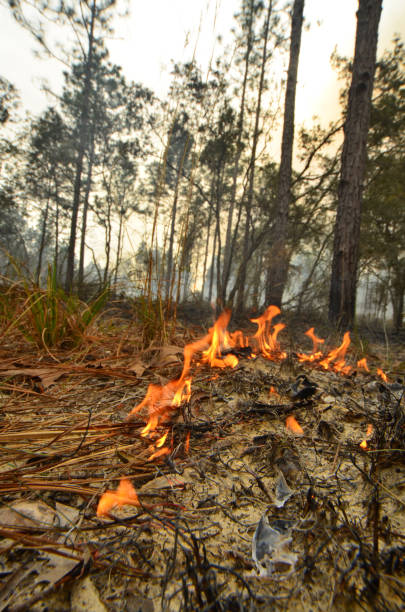 istock Ground level view of small,wispy flames leaving burnt fuels behind as they move though forest groundcover 1175203096