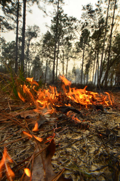 istock Ground-level ground-hugging, small wavy flames moving through fuels in forest groundcover 1175203112
