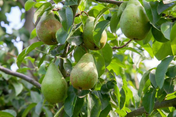 istock Shiny delicious pears hanging from a tree branch in the orchard. 1175203344