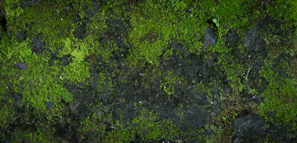 istock Moss green texture. Moss background. Green moss on grunge texture, background. Long web banner 1175203487