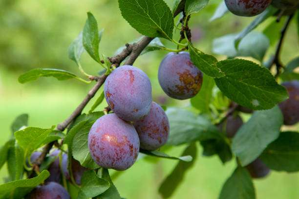 istock Plum tree branch with ripe juicy fruits on sunset light. 1175203545