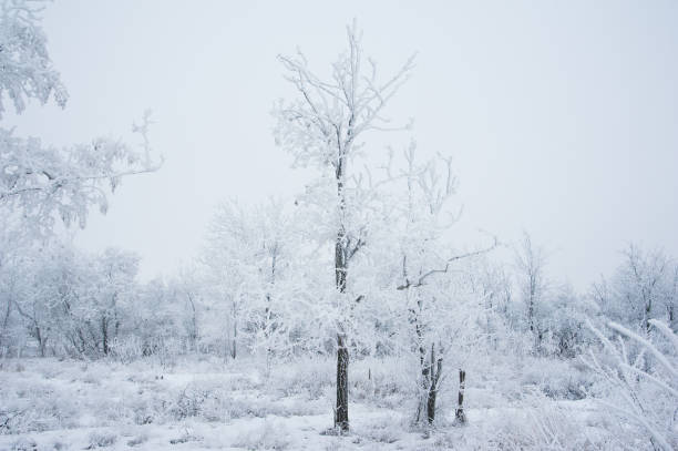 istock Winter trees in the snow 1175203710