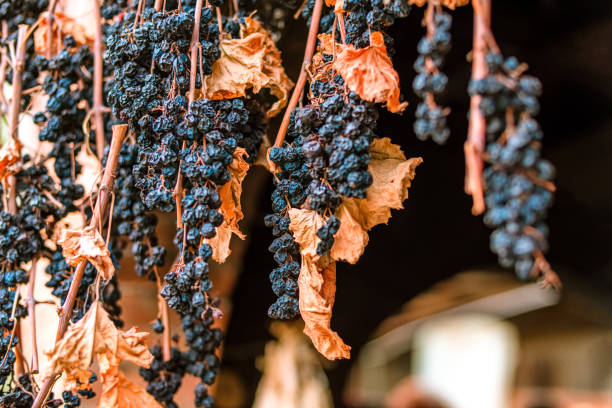 grappolo di essiccazione uva rossa con foglie - dried grape foto e immagini stock