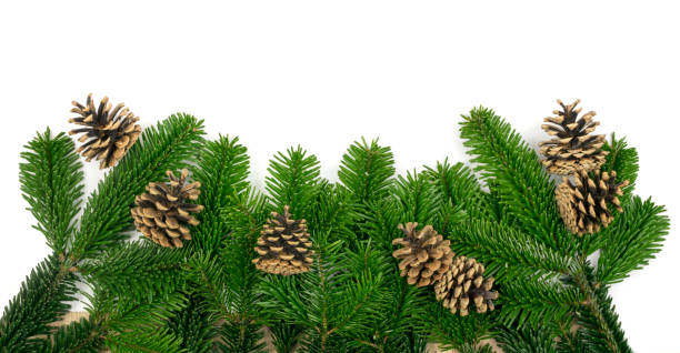 istock Natural green spruce twig background or texture 1175205530