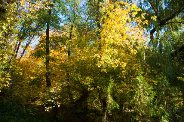 istock Sunny autumn day in the city park 1175206200