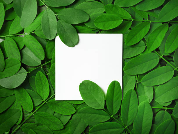 istock Square paper, green leaves 1175206759
