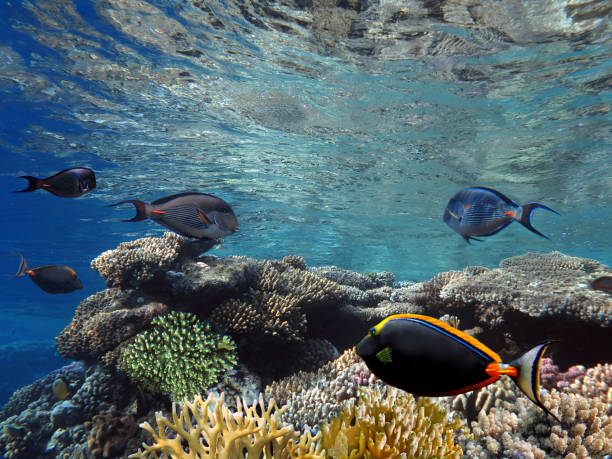 istock Coral reef, refraction. Red Sea 1175206811