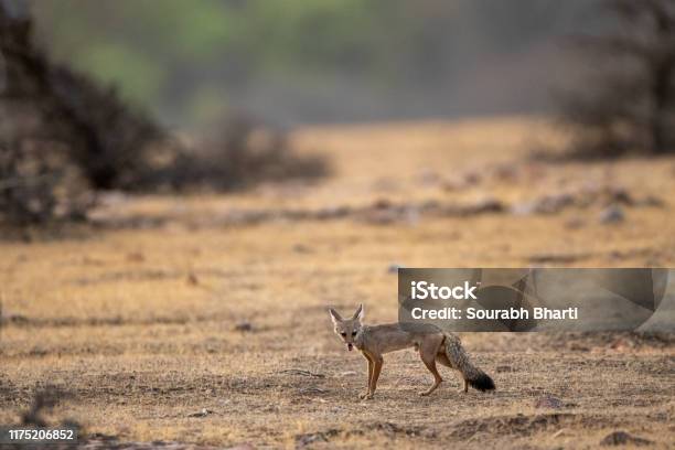 Bengal Fox Or Indian Fox Or Vulpes Bengalensis Pup Clean Image Playing One Of Plateau At Ranthambore National Park Sawai Madhopur Rajasthan India Stock Photo - Download Image Now