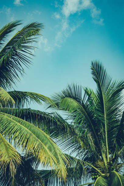 istock Coconut palm tree foliage under sky. Vintage background. Retro toned poster. 1175207179
