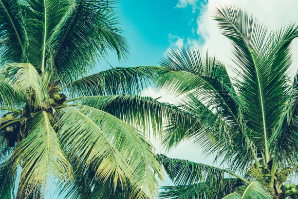istock Coconut palm tree foliage under sky. Vintage background. Retro toned poster. 1175207235